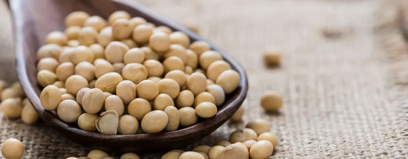 Sojaprotein in pflanzlich basierten Proteinkonzentraten